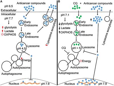 Overcoming Chemoresistance: Altering pH of Cellular Compartments by Chloroquine and Hydroxychloroquine